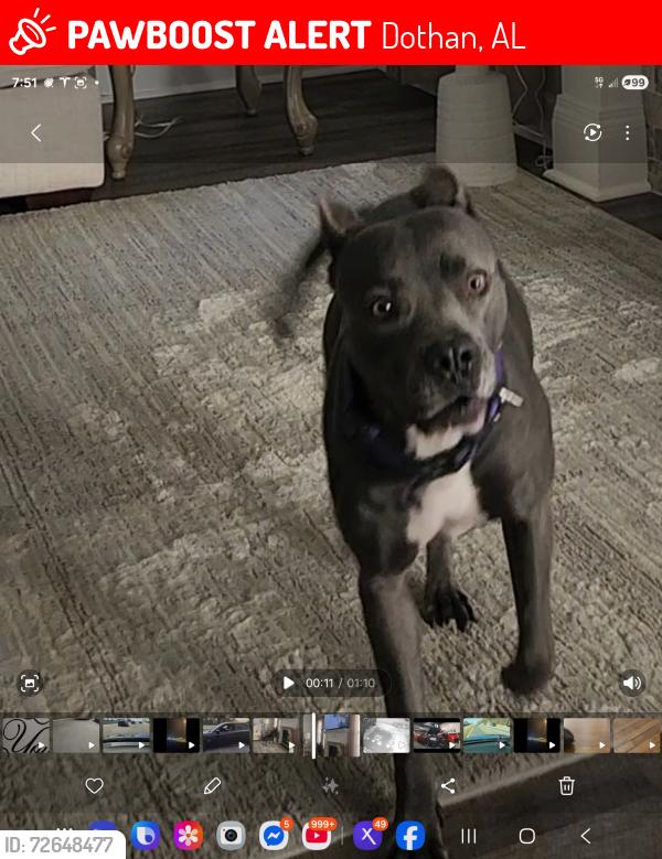 Lost Female Dog last seen Sandpiper and third avenue, Dothan, AL 36301