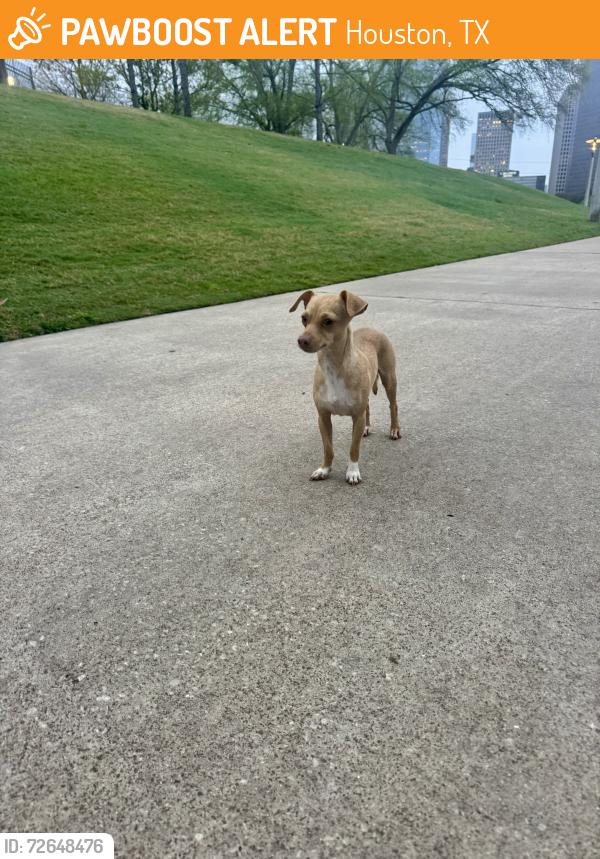 Found/Stray Unknown Dog last seen Near skate park between Allen parkway n memorial , Houston, TX 77007