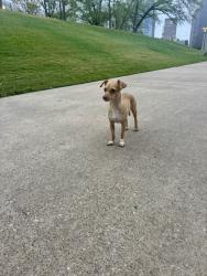 Found/Stray Unknown Dog last seen Near skate park between Allen parkway n memorial , Houston, TX 77007