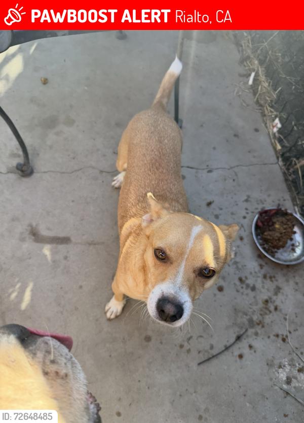 Lost Male Dog last seen Merrill, Rialto, CA 92376