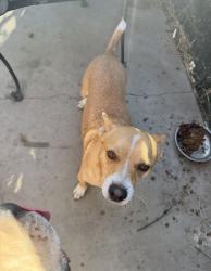 Lost Male Dog last seen Merrill, Rialto, CA 92376