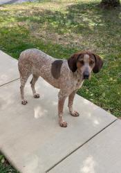 Found/Stray Female Dog last seen Emmett School , Bristol, TN 37620