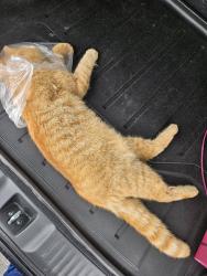 Found/Stray Unknown Cat last seen Walter st , Fayetteville, NC 28303