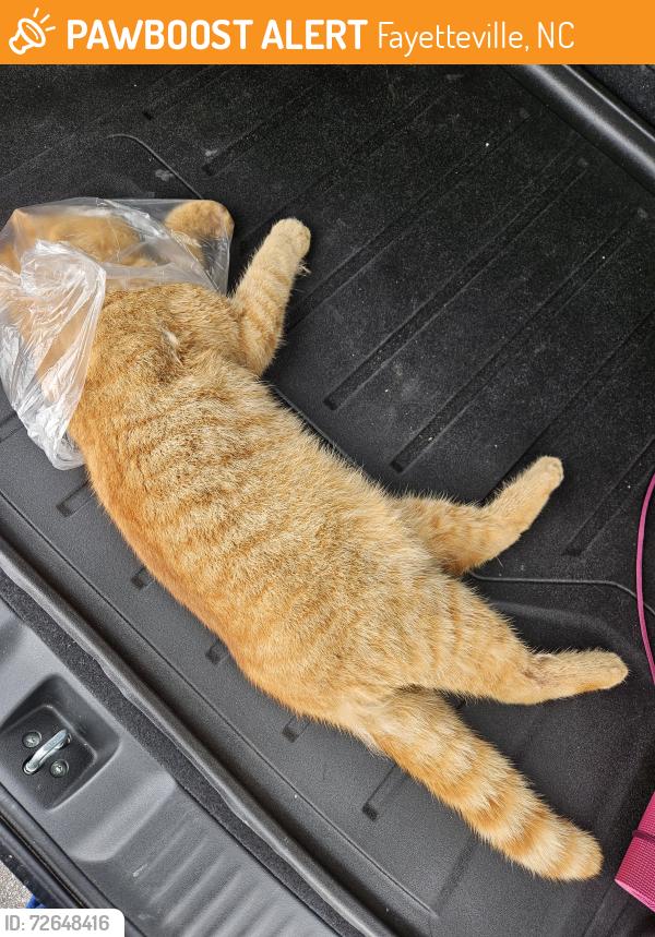 Found/Stray Unknown Cat last seen Walter st , Fayetteville, NC 28303