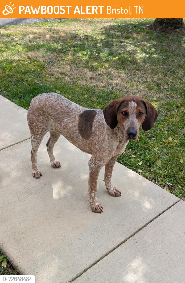 Found/Stray Female Dog last seen Emmett School , Bristol, TN 37620