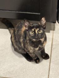Lost Female Cat last seen Near Tracy Dr off Barber, Sebastian, FL 32958