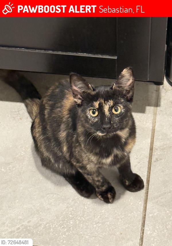 Lost Female Cat last seen Near Tracy Dr off Barber, Sebastian, FL 32958