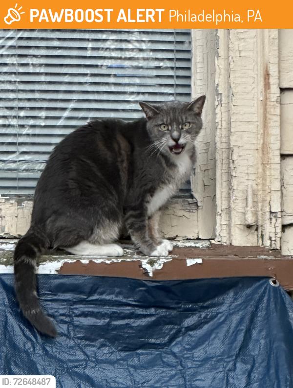 Found/Stray Unknown Cat last seen Conshohocken Ave + Falls Road, Philadelphia, PA 19131