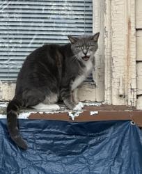 Found/Stray Unknown Cat last seen Conshohocken Ave + Falls Road, Philadelphia, PA 19131