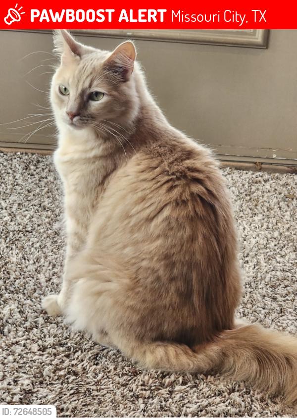 Lost Male Cat last seen On La Quinta golf course hole 10, Missouri City, TX 77459