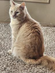 Lost Male Cat last seen On La Quinta golf course hole 10, Missouri City, TX 77459