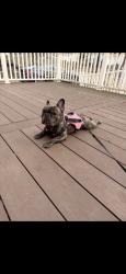 Lost Female Dog last seen Oak ave, Melrose Park, PA 19027