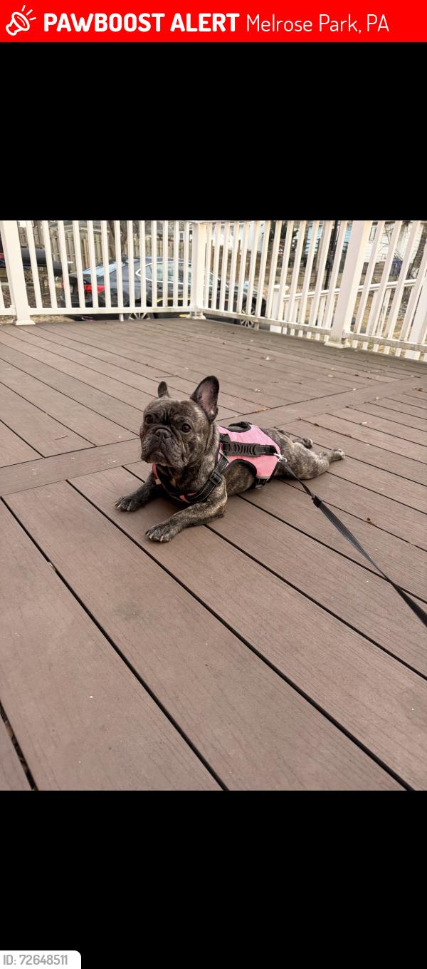 Lost Female Dog last seen Oak ave, Melrose Park, PA 19027