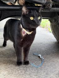 Found/Stray Male Cat last seen Rockfish, Country Walk neighborhood , Rockfish, NC 28306