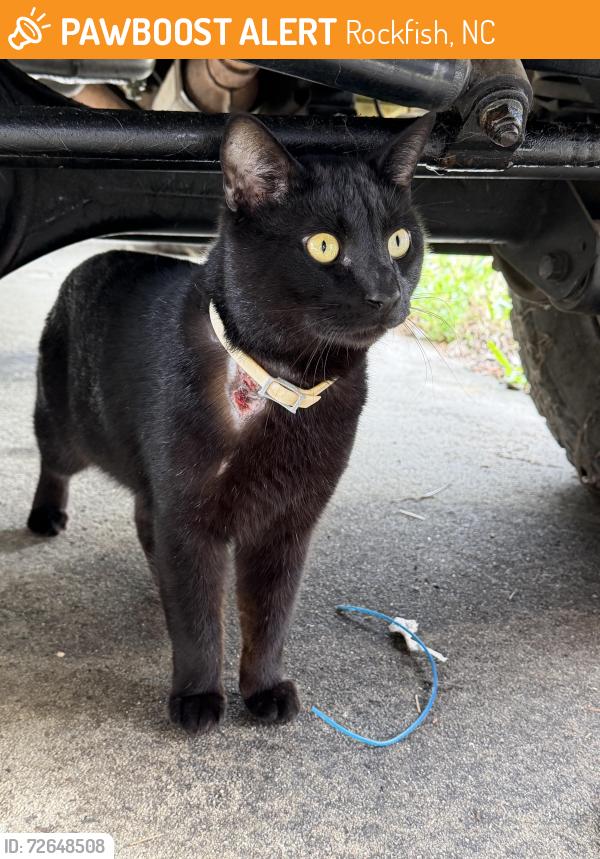 Found/Stray Male Cat last seen Rockfish, Country Walk neighborhood , Rockfish, NC 28306