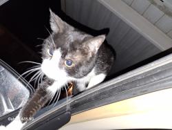 Lost Male Cat last seen 89th between western and walker, Oklahoma City, OK 73139