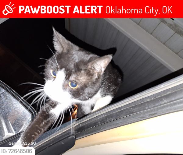 Lost Male Cat last seen 89th between western and walker, Oklahoma City, OK 73139
