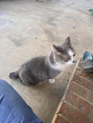Lost Male Cat last seen Highway 101, Town Creek, AL 35672