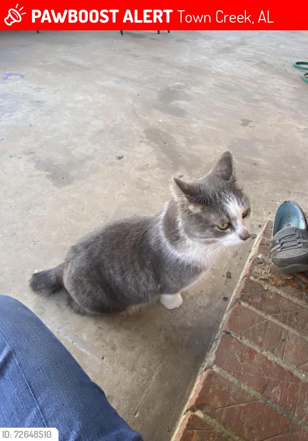 Lost Male Cat last seen Highway 101, Town Creek, AL 35672