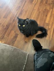 Lost Female Cat last seen Harvey Mitc , Bryan, TX 77807