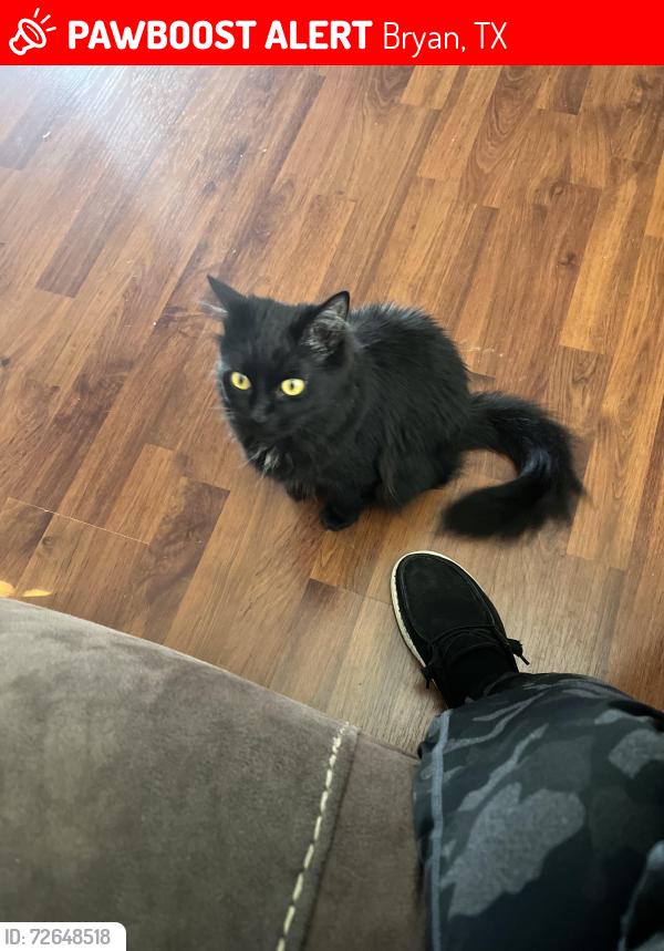 Lost Female Cat last seen Harvey Mitc , Bryan, TX 77807
