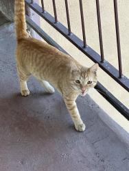 Found/Stray Male Cat last seen Humane way and Valley blvd Pomona , Pomona, CA 91768