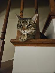 Lost Female Cat last seen Cedar Creek Grade orchard View Ln Windsor lane Cloverdale farm, Frederick County, VA 22602