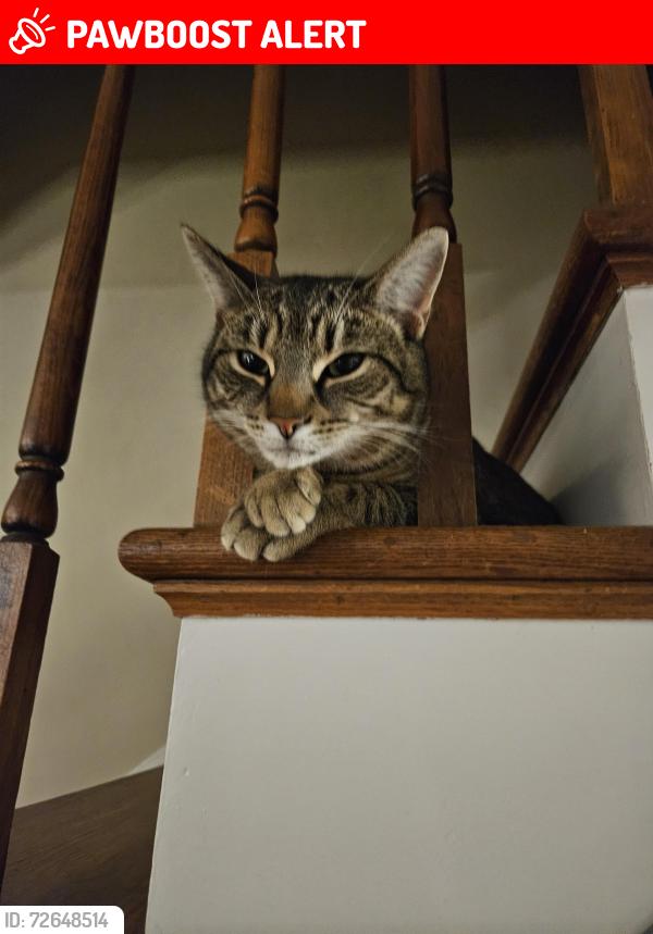 Lost Female Cat last seen Cedar Creek Grade orchard View Ln Windsor lane Cloverdale farm, Frederick County, VA 22602