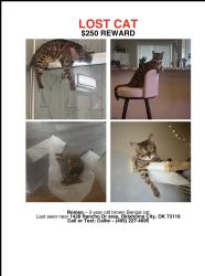 Lost Male Cat last seen SW 46th and Blackwelder, Oklahoma City, OK 73119
