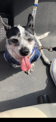 Lost Male Dog last seen Statefarm on Reina Esther drive by Boca Chica, Brownsville, TX 78521