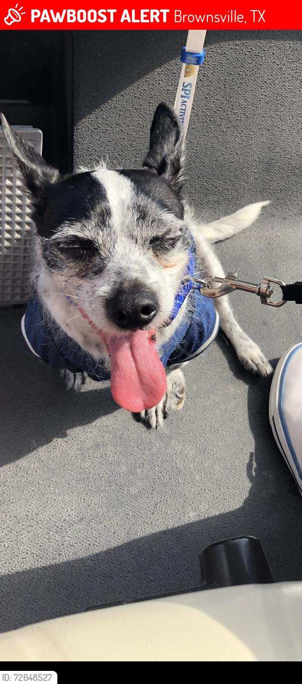 Lost Male Dog last seen Statefarm on Reina Esther drive by Boca Chica, Brownsville, TX 78521