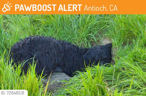 Found/Stray Female Dog last seen On hillside behind 3305 Bear Ridge Way, Antioch CA  94531, Antioch, CA 94531