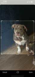 Lost Male Dog last seen Summerwells  , Maple Grove, MN 55369
