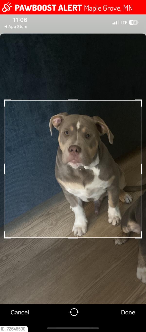Lost Male Dog last seen Summerwells  , Maple Grove, MN 55369