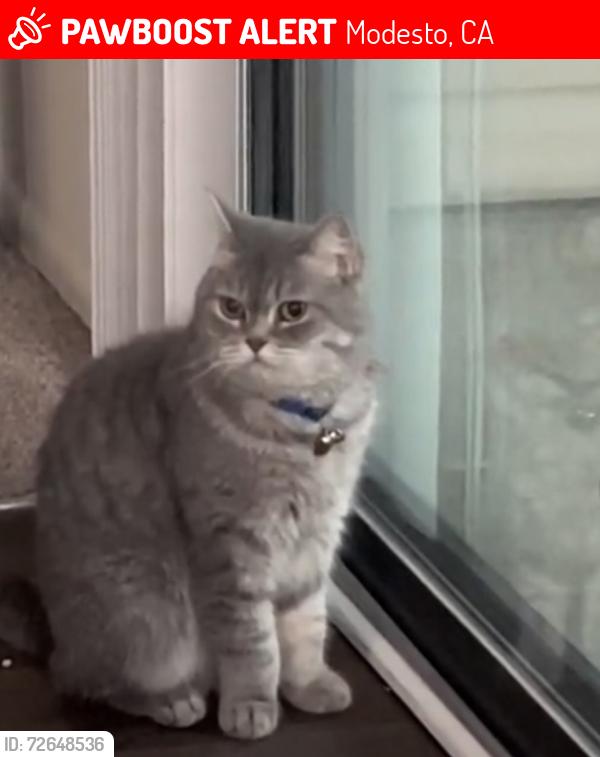 Lost Female Cat last seen Normandy Park townhouse, Modesto, CA 95350