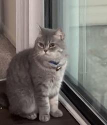 Lost Female Cat last seen Normandy Park townhouse, Modesto, CA 95350