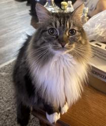 Lost Male Cat last seen Martha lane and Alan Shepard , Pueblo, CO 81001