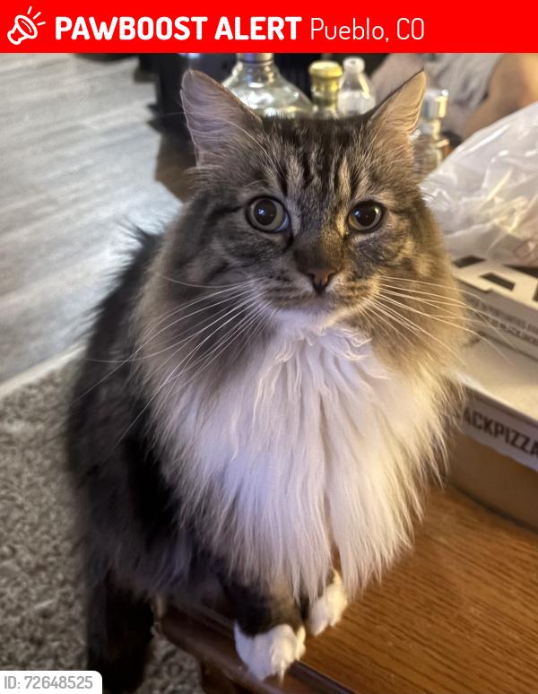 Lost Male Cat last seen Martha lane and Alan Shepard , Pueblo, CO 81001