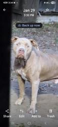 Lost Male Dog last seen Fernway Dr(Vaughn Meadows/Brentwood area), Montgomery, AL 36111
