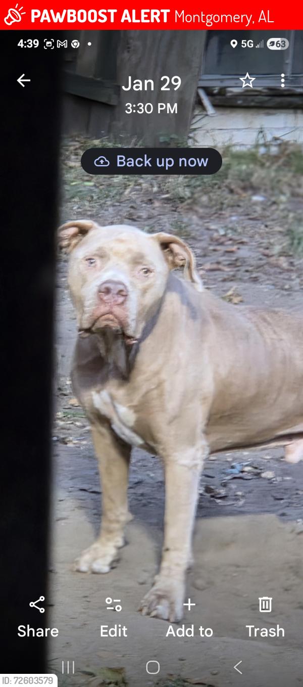 Lost Male Dog last seen Fernway Dr(Vaughn Meadows/Brentwood area), Montgomery, AL 36111