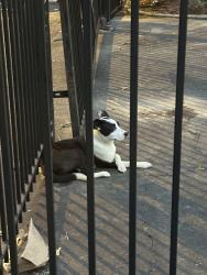 Found/Stray Unknown Dog last seen At the gate at the apmt complex of the crossing at fox meadows I’m hickory hill rd, Memphis, TN 38115