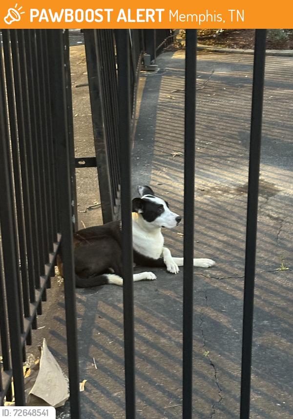 Found/Stray Unknown Dog last seen At the gate at the apmt complex of the crossing at fox meadows I’m hickory hill rd, Memphis, TN 38115