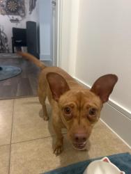 Found/Stray Female Dog last seen Montrose & Memorial, Houston, TX 77007