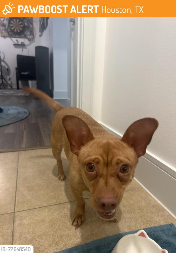 Found/Stray Female Dog last seen Montrose & Memorial, Houston, TX 77007