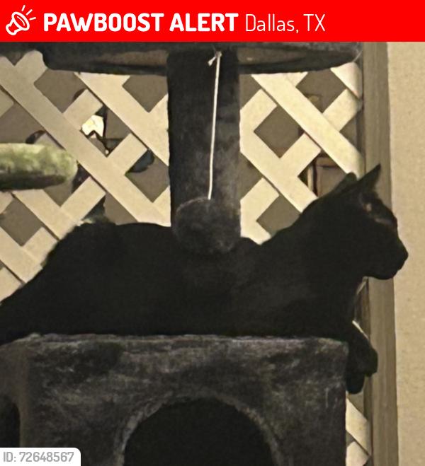 Lost Male Cat last seen Forest & Cromwell, Dallas, TX 75234