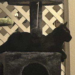 Lost Male Cat last seen Forest & Cromwell, Dallas, TX 75234