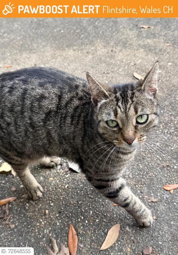 Found/Stray Female Cat last seen Bryn Mawr Road Montgomery AL. Between Fisk and North Colonial, Flintshire, Wales CH8