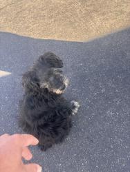 Found/Stray Unknown Dog last seen Santiago Parkside ests, Rialto, CA 92376