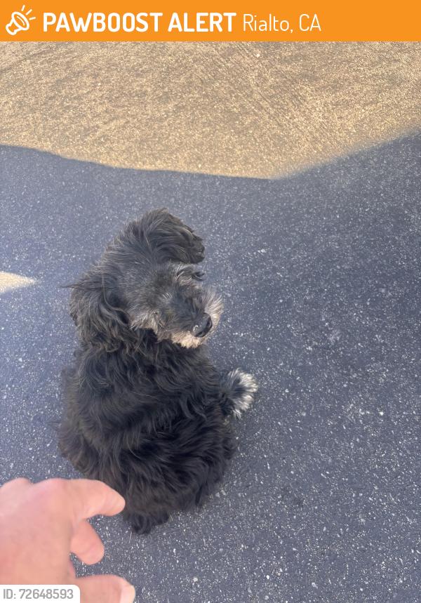 Found/Stray Unknown Dog last seen Santiago Parkside ests, Rialto, CA 92376