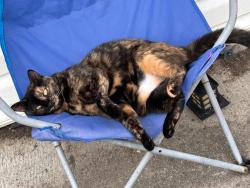 Lost Female Cat last seen I don't know, Charleston, WV 25313